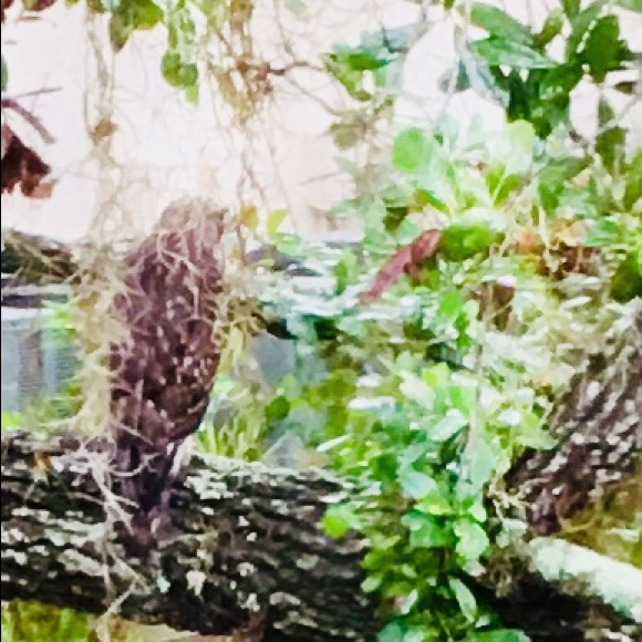 Meet your Posher, Matia. - Picture 2 of 8